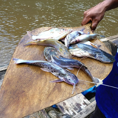 Catfish caught during fishing trip on the Yaguasyacu River near Brillo Nuevo