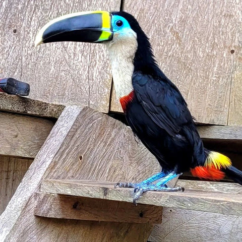 Young toucan in Brillo Nuevo