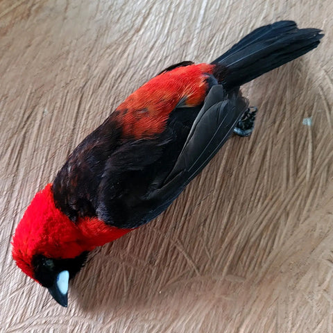 Scarlet tanager killed with slingshot at Brillo Nuevo