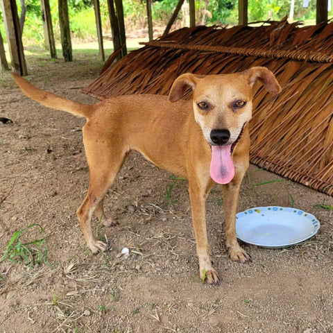 "Cafe" the dog at Amazon Ecology house in Brillo Nuevo