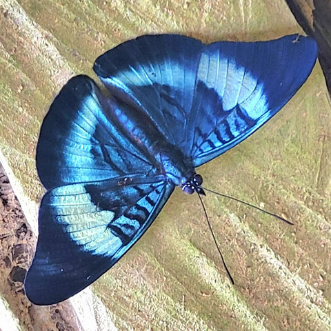 Blue butterfly near Amazon Ecology house in Brillo Nuevo