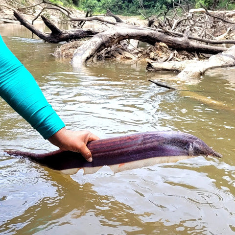 "Makana" eel found floating in Yaguasyacu River