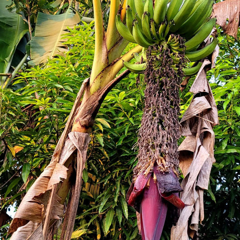 Aging banana tree at Amazonas, Maranon River, Peru