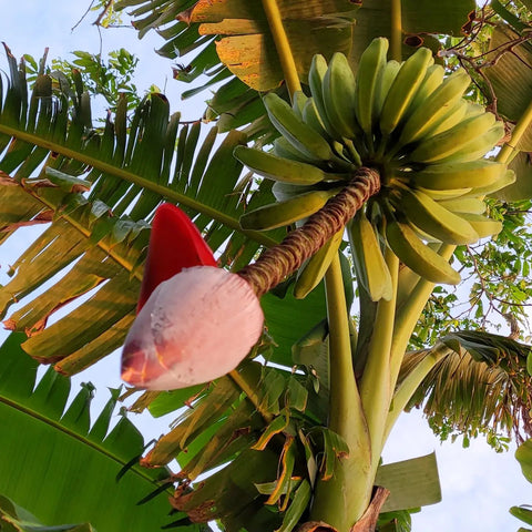 banana tree at Amazonas, Maranon River, Peru