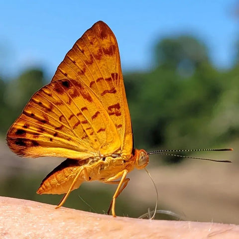 Butterfly on Campbell's salty arm near Brillo Nuevo