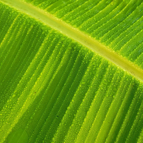 Morning dew on leaf on banana tree at Amazonas, Maranon River, Peru