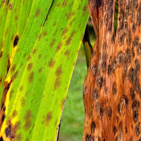 Green and brown leaves on banana tree at Amazonas, Maranon River, Peru