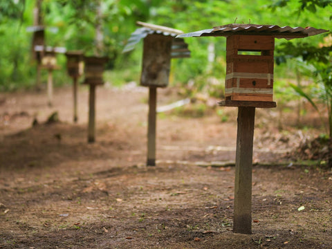 Stingless bee nest boxes maintained by Maijuna native beekeeper