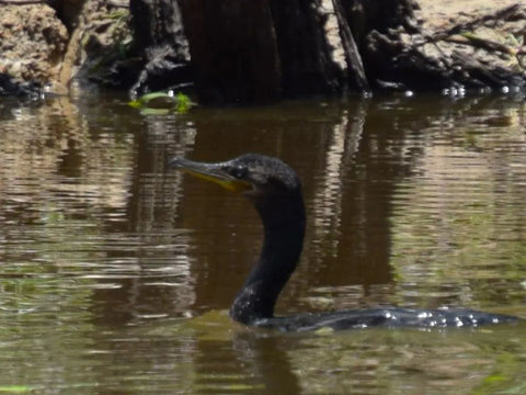 Cormorant on the Tahuayo River