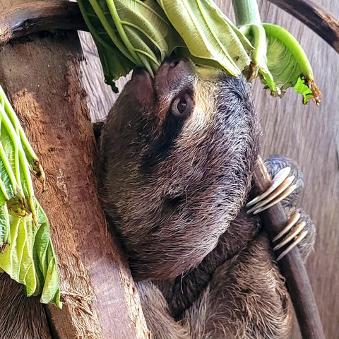 Sloth feeding on cetico leaves at Puerto Miguel