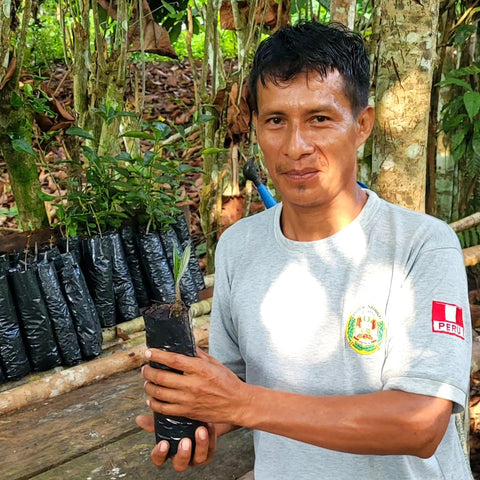 Pablo with his chambira palm seedling nursery
