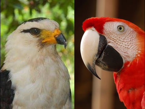 Hawk and scarlet macaw heads