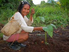 Bora native artisan planting guisador dye plant in Brillo Nuevo village. Photo by Campbell Plowden/Amazon Ecology