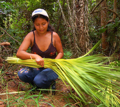 Artisan from Chino harvesting chambira palm leaves. Photo by Campbell Plowden/Amazon Ecology