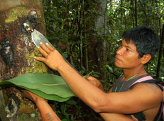 Maijuna native harvesting copal resin. Photo by Campbell Plowden/Amazon Ecology