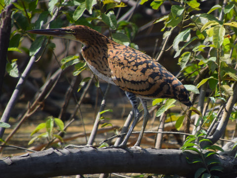 Rufescent tiger heron on the Tahuayo River