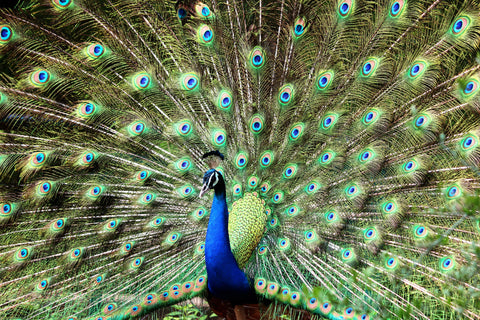 attractive white teeth peacock