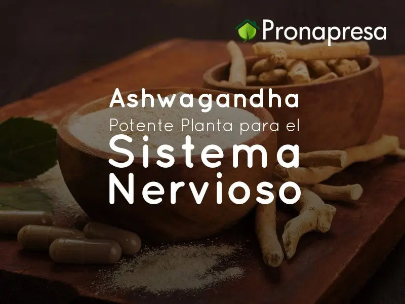 Ashwagandha: Powerful Plant for the Nervous System