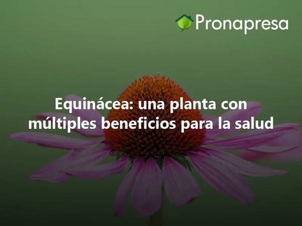 Equinácea: una planta con múltiples beneficios para la salud