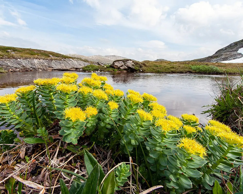 Rhodiola Rosea suplemento natural para el estrés
