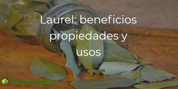 Laurel: beneficios, propiedades y usos