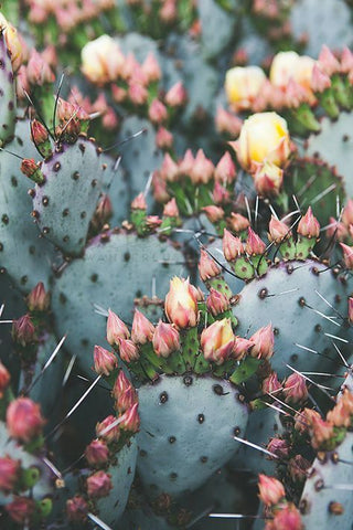 Prickly Pear Seed Oil Cactus