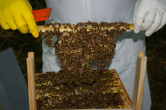 Inspecteur apicole - Photo: John Haverson