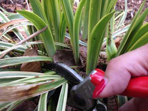 Cutting off old Liriope Leaves