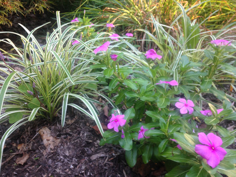 Variegated Liriope and Vinca