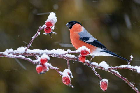 Baltimore Oriole on branch with frost