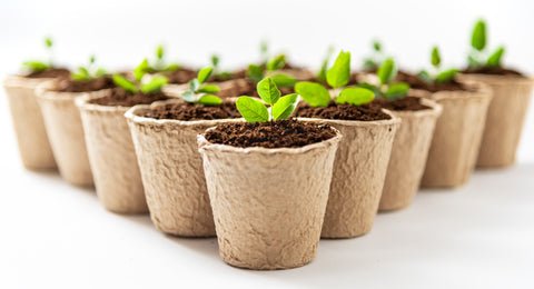 Biodegradable Seed Starting Pots