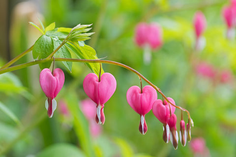 Bleeding Hearts