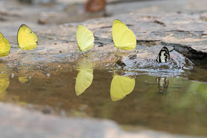 Butterflies Drinking from Puddle - Puddling, Mud Puddling