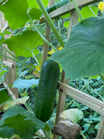 Cucumber