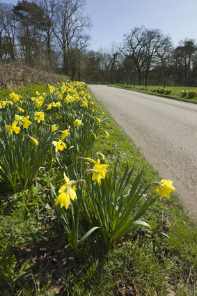 Daffodils Along Roadside
