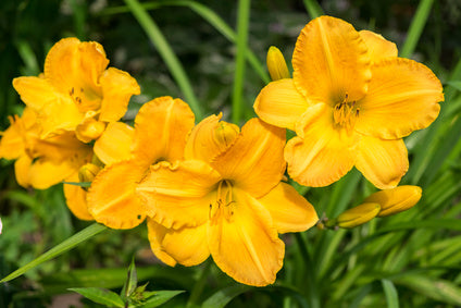 Daylillies