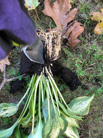 Dividing perennials