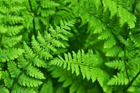 Ferns