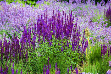 salvia cottage garden