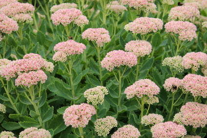 Sedum Autumn Joy