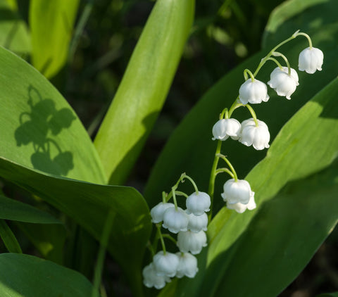 Made in the Shade – The Relaxed Gardener