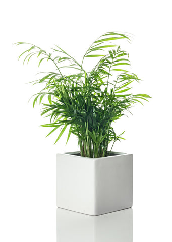 parlor palm houseplant