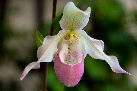 Paphopedilium Lady Slipper Orchid