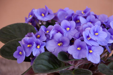 african violets