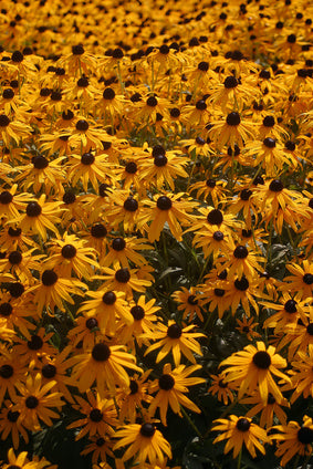 Black Eyed Susans