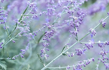 Russian Sage