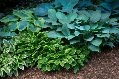 Hostas