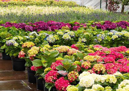 Hydrangeas in the garden center