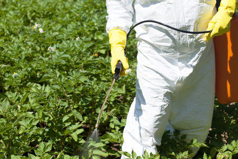 Spraying pesticides in garden
