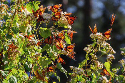 Monarch Butterflies Migrating